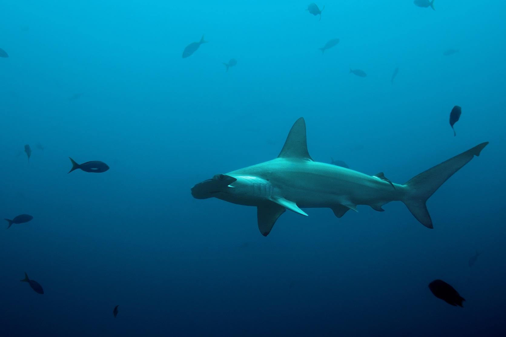 Shark Encounters in the Bahamas – Fabulous Five Shark Species You Won’t Want to Miss