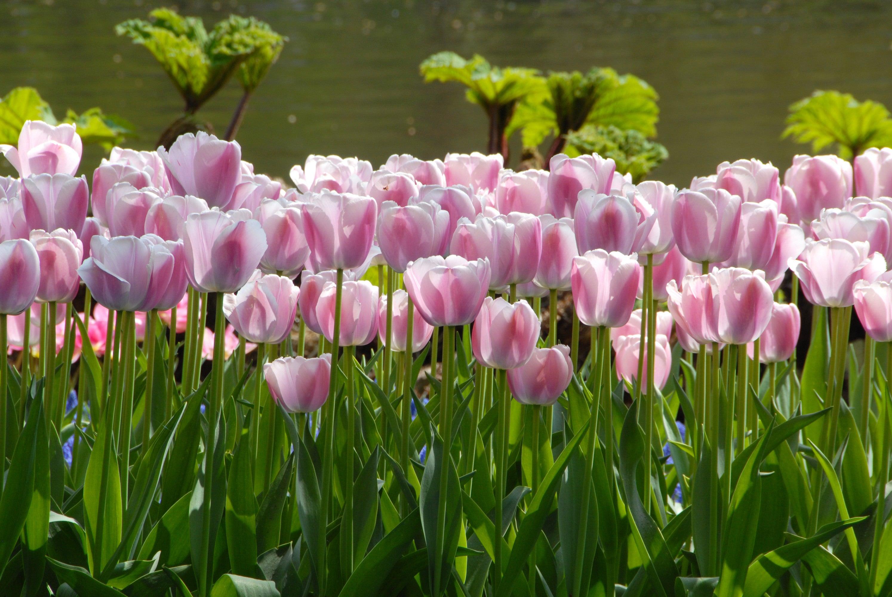 What to Do After Tulips and Daffodils Are Finished Flowering in the Spring