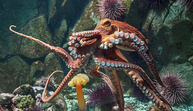 Giant-Pacific-Octopus-100-pounds