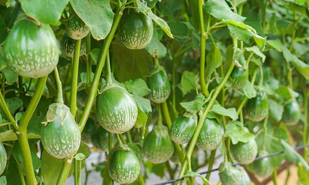 In Season Eggplant: Thai Eggplant