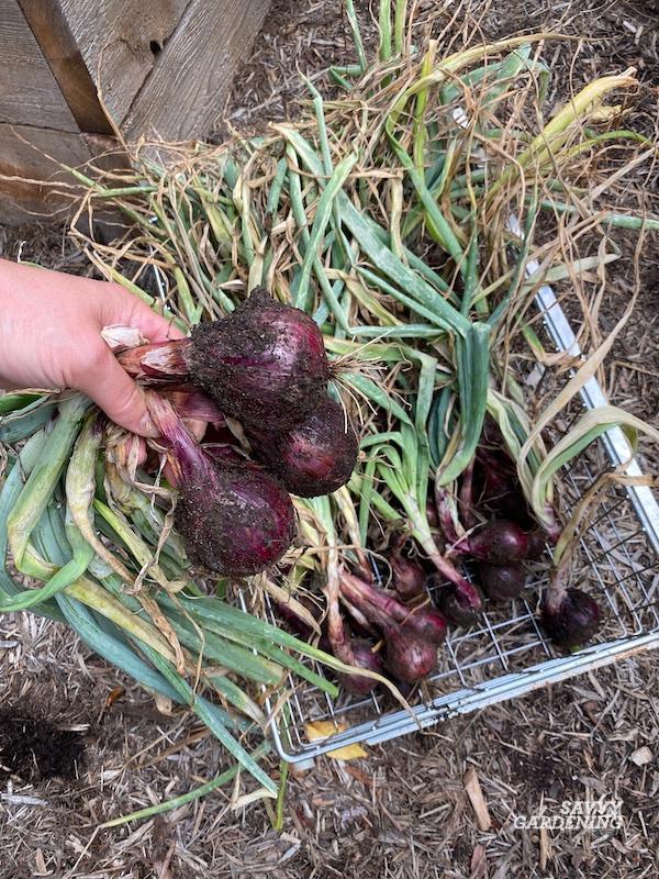 How to preserve and store homegrown root crops