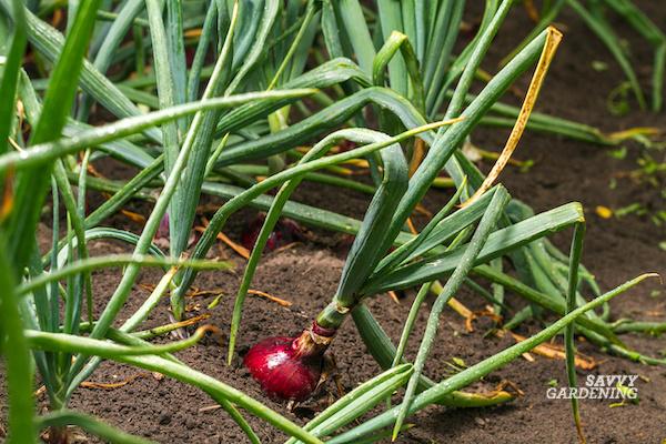 How to grow big onion bulbs