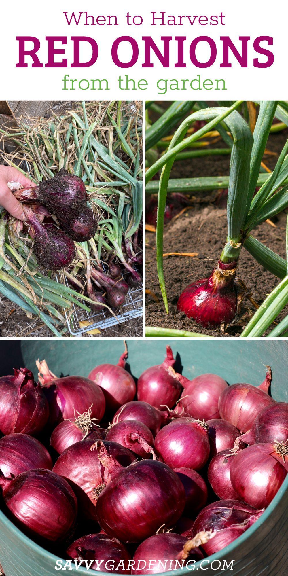 When to harvest red onions from the garden
