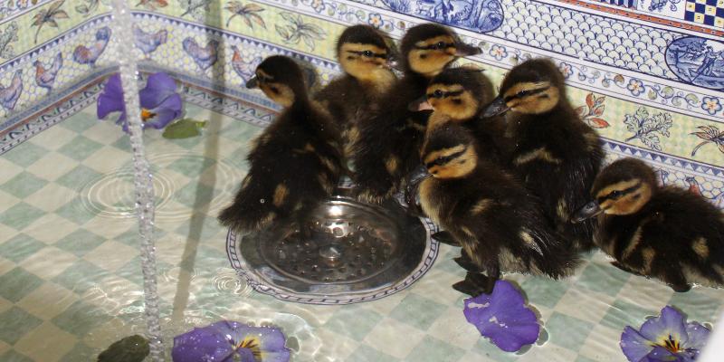 Introducing Ducklings to Water in a Farmhouse Sink