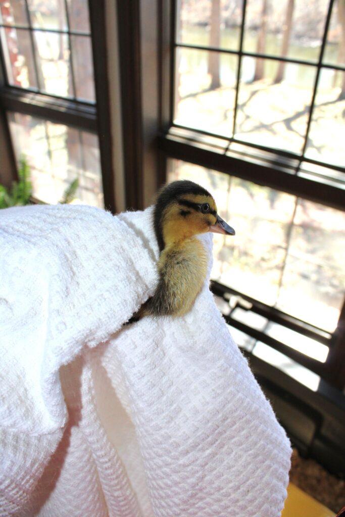 Towel drying duckling after swimming