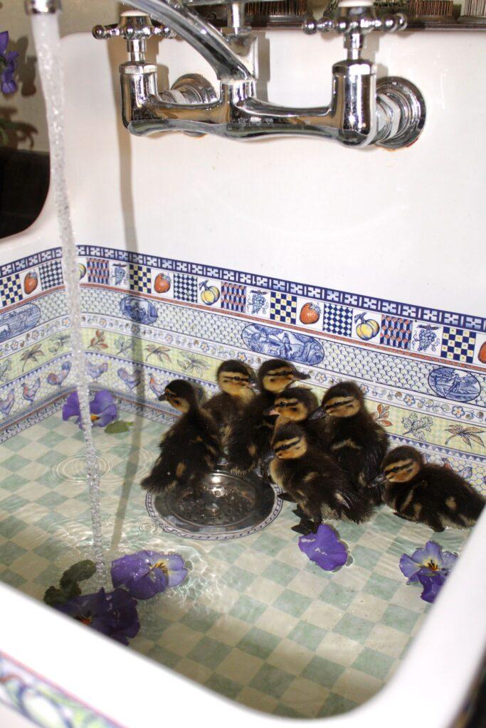 introducing ducklings to water