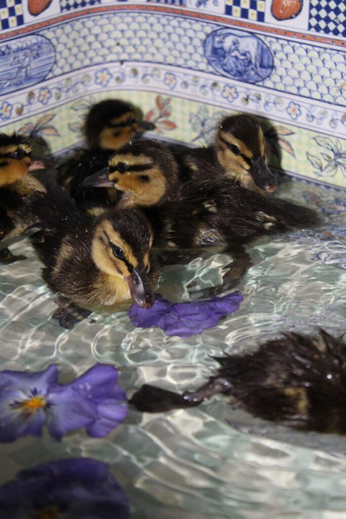 ducklings in farmhouse sink