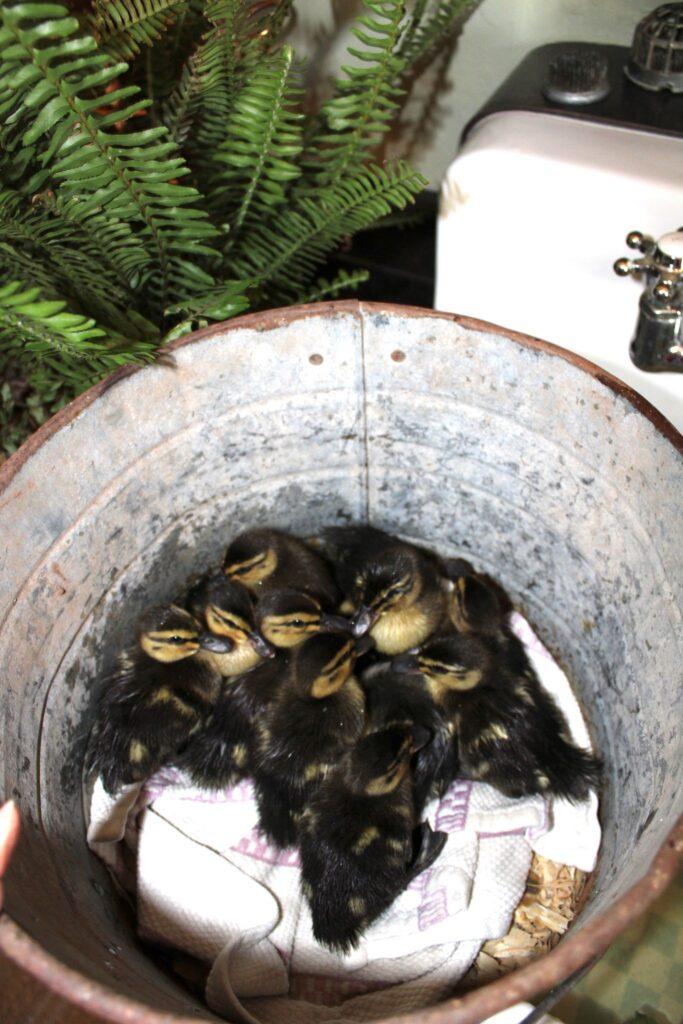 ducklings in a bucket