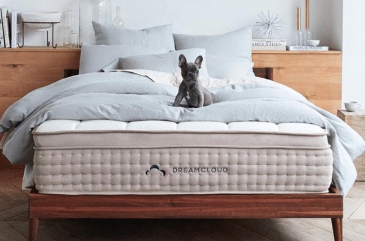 dog sitting on a bed