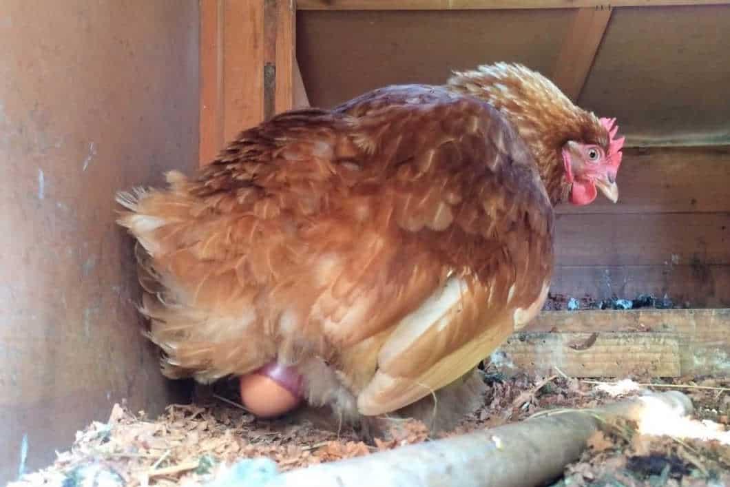 is it painful for chickens to lay eggs