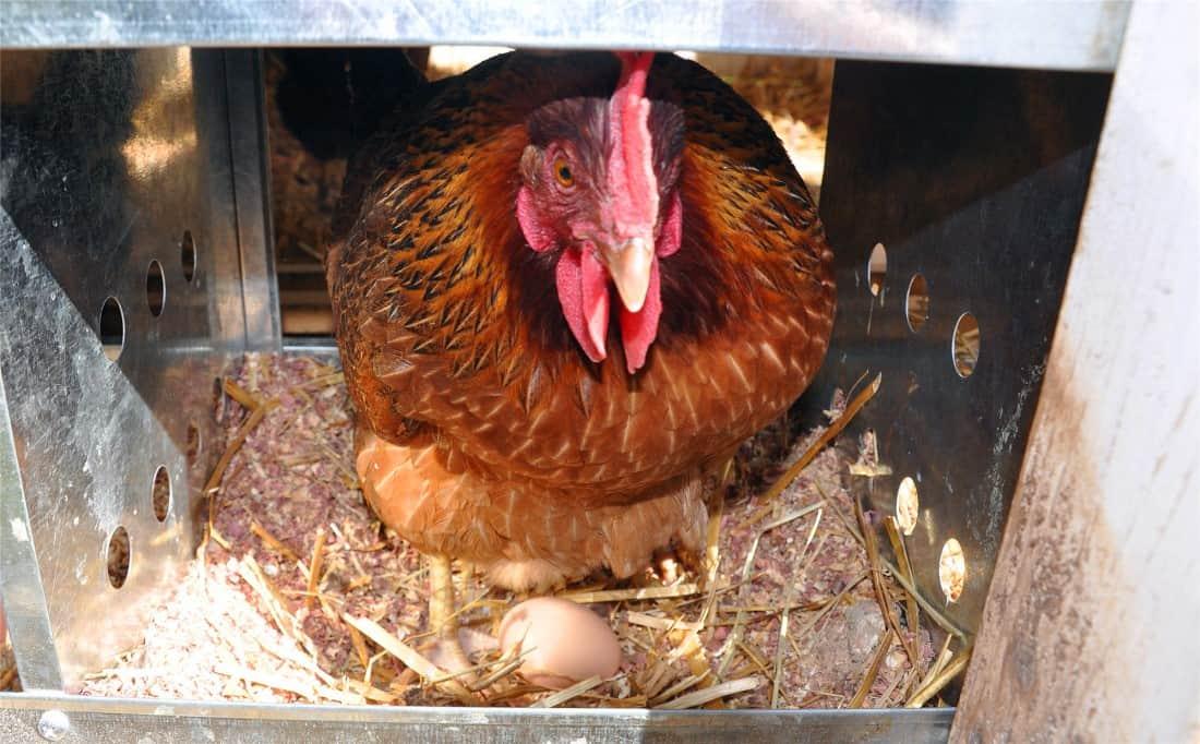 Discomforts Chicken Might Felt While Laying Eggs