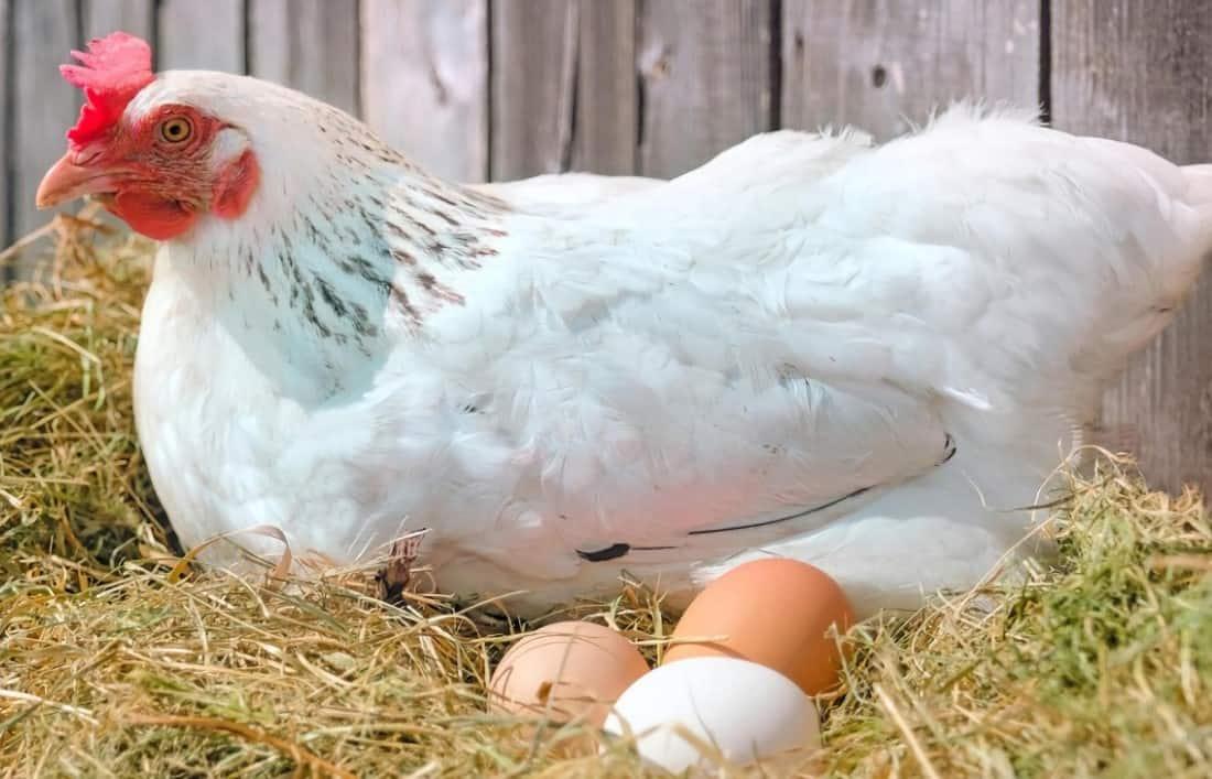 does it hurt chickens to lay eggs