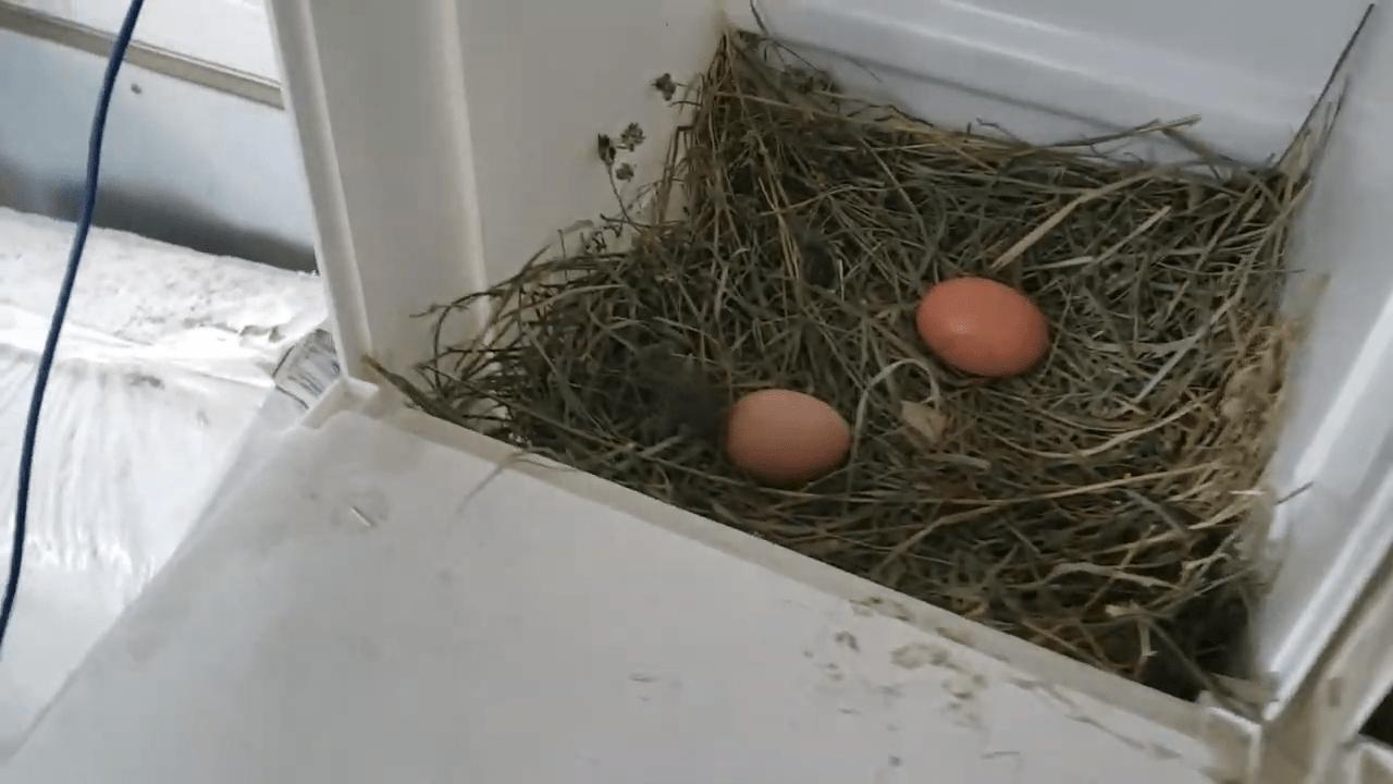 eggs in nest box