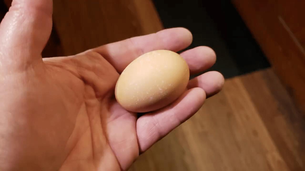 egg in hand