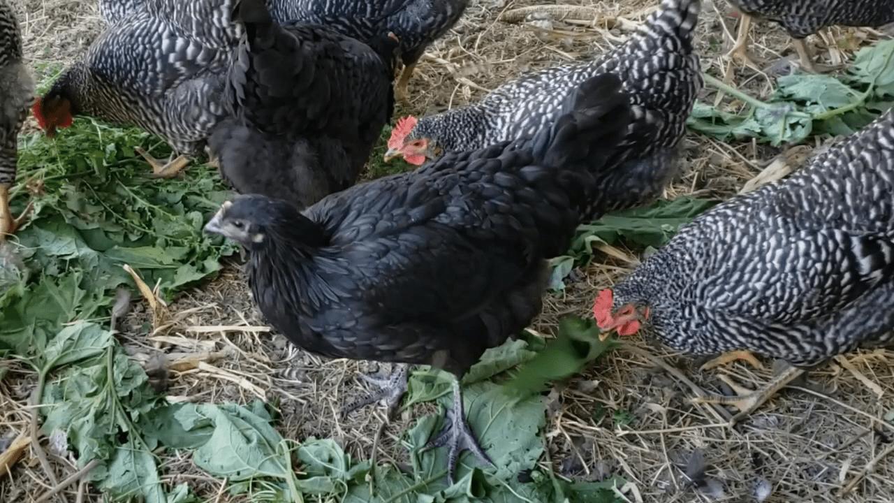 jersey giant hen