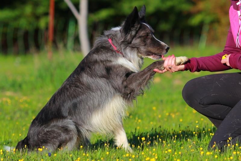 border collie with his owner on the grass