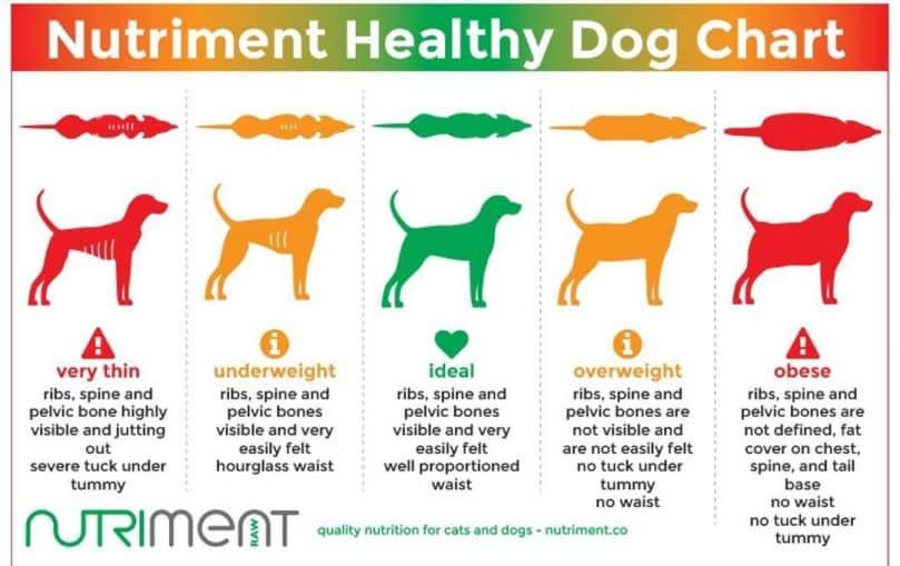 Chart showing the ideal body size and condition of dogs