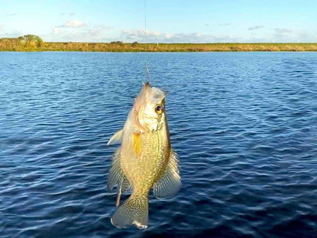 A photo of a Crappie on a hook with the backdrop of a lake in Texas