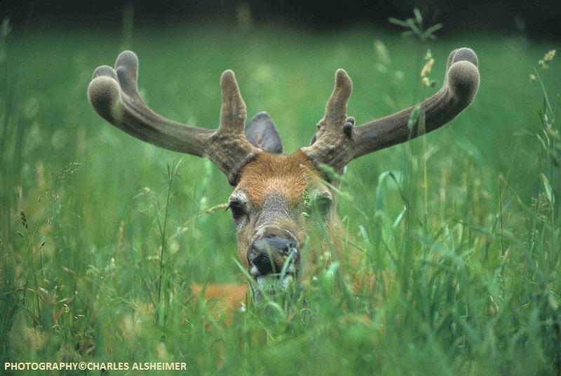 Whitetail Deer Antler Growth Process