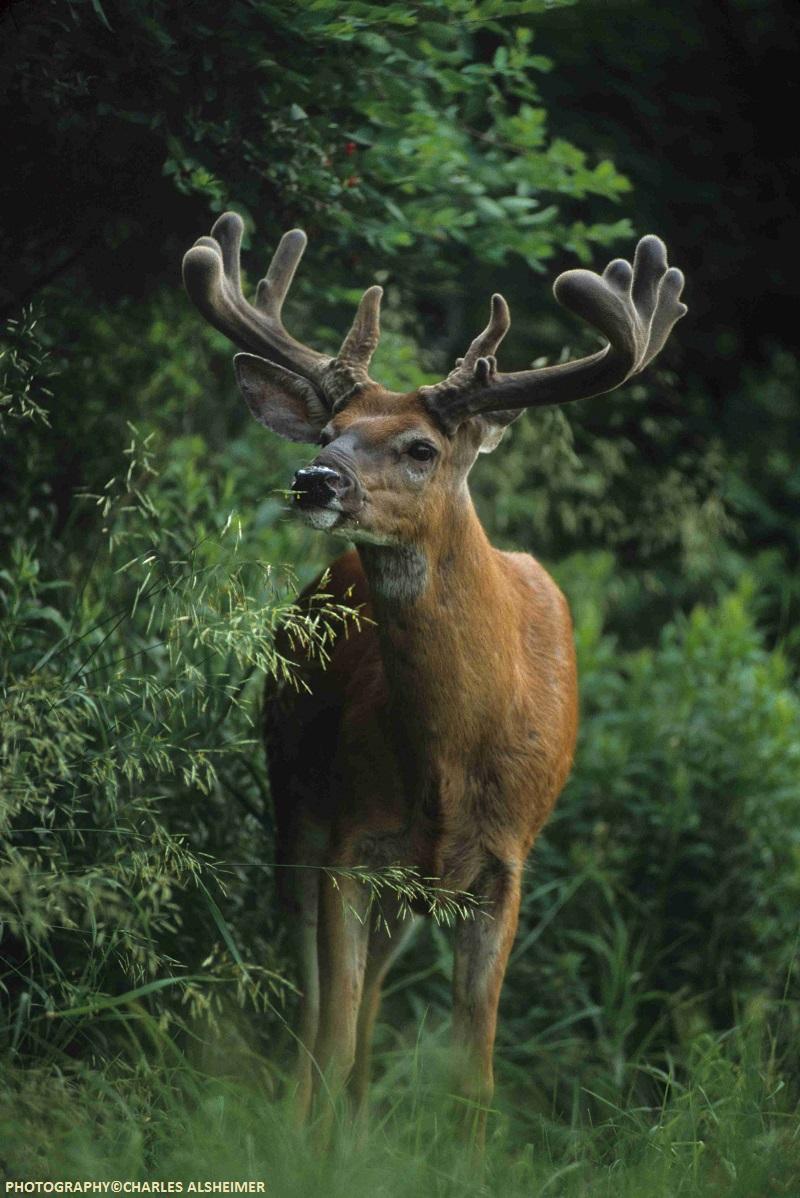 Whitetail Deer Antler Growth Process