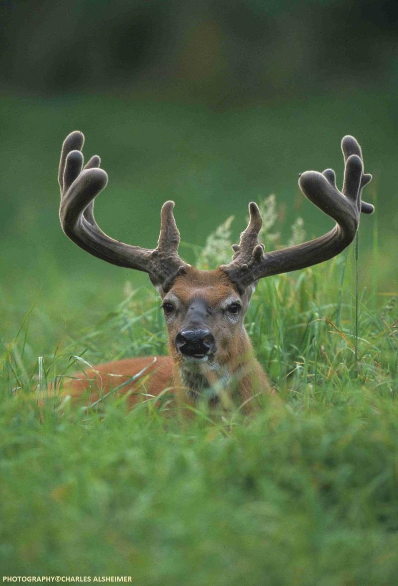 Whitetail Deer Antler Growth Process