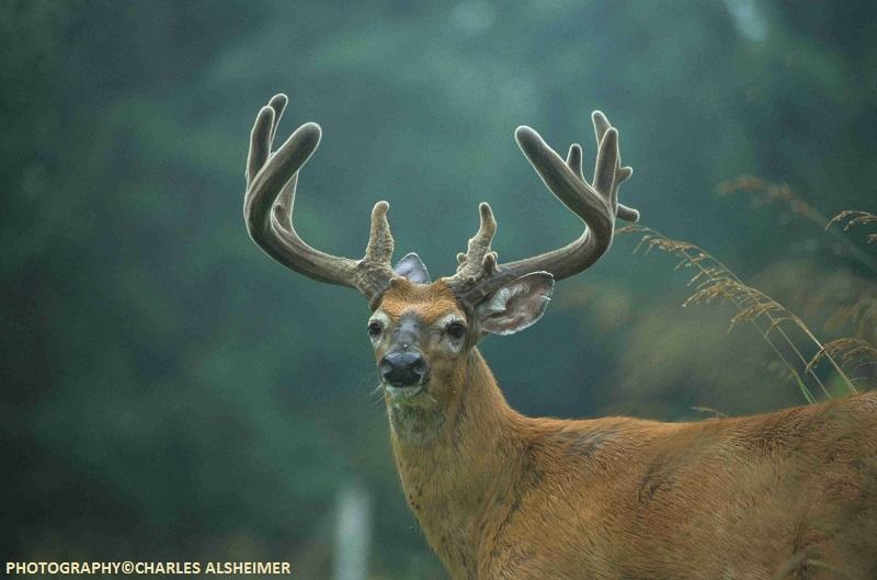 Whitetail Deer Antler Growth Process