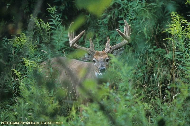 Whitetail Deer Antler Growth Process