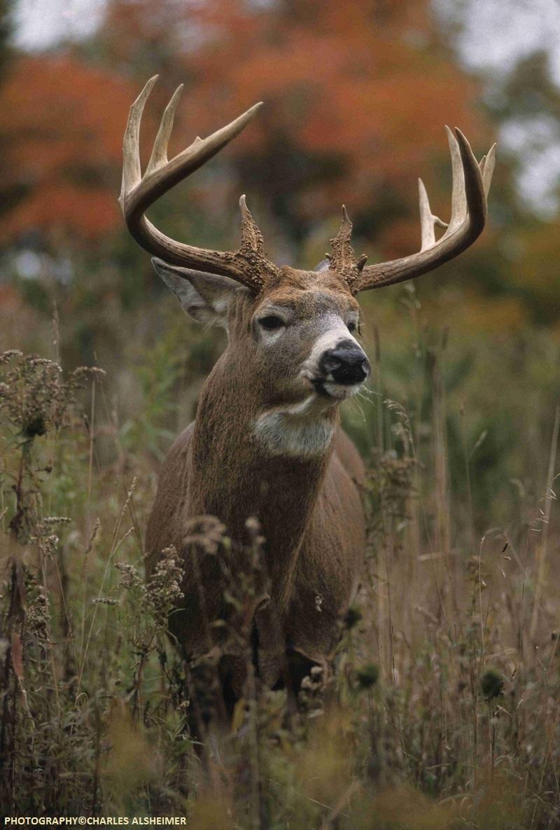 Whitetail Deer Antler Growth Process