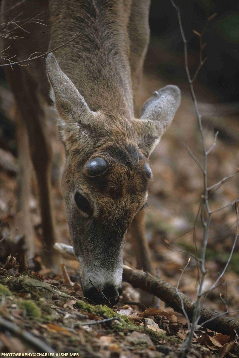 Whitetail Deer Antler Growth Process