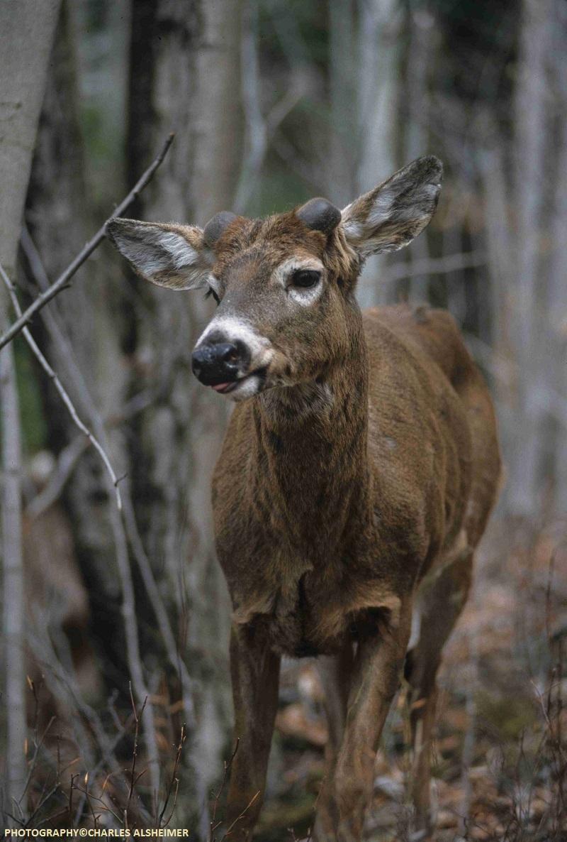 Whitetail Deer Antler Growth Process