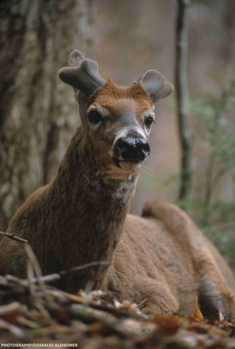 Whitetail Deer Antler Growth Process