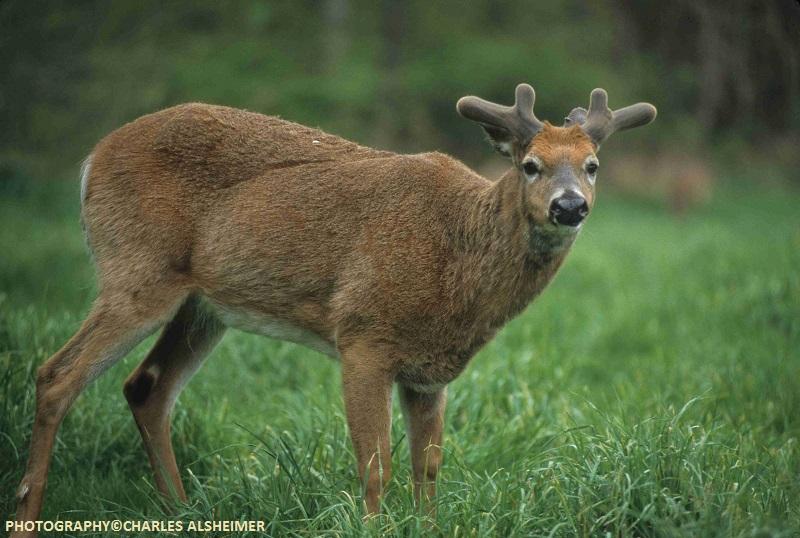 Whitetail Deer Antler Growth Process