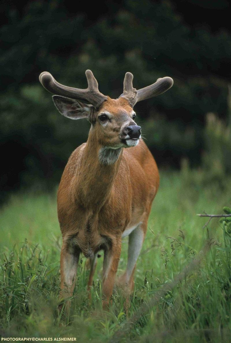 Whitetail Deer Antler Growth Process