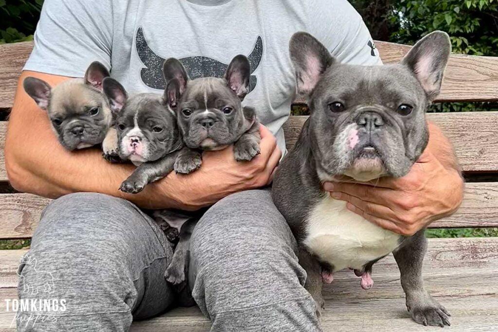 French Bulldog - TomKings Puppies