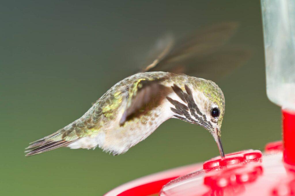 When do hummingbirds leave Indiana for migration?