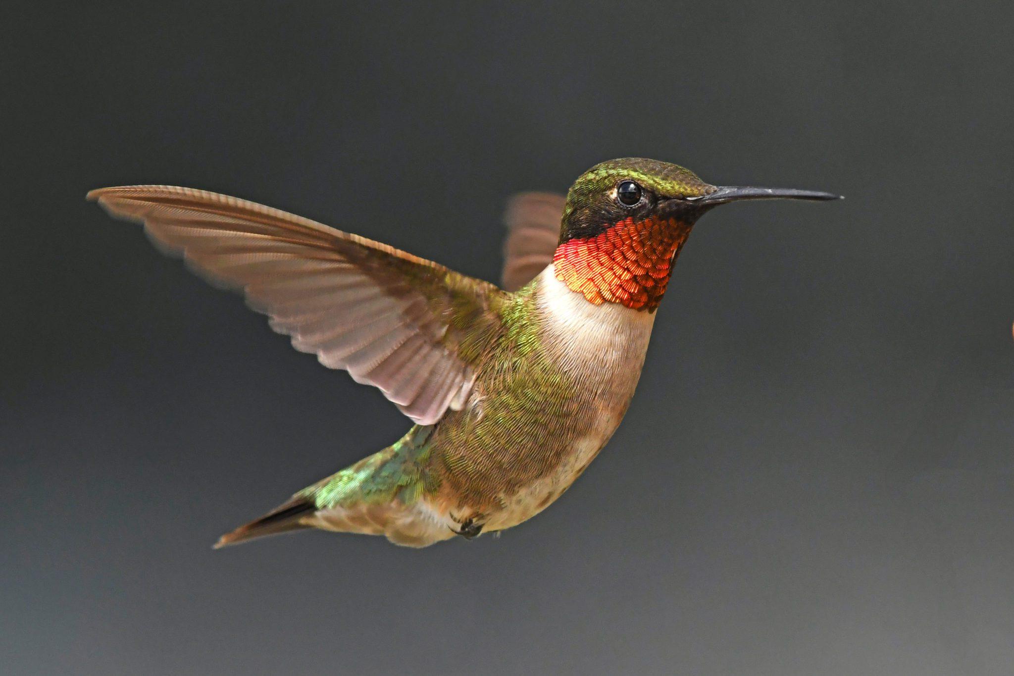 When do hummingbirds leave Indiana for migration?