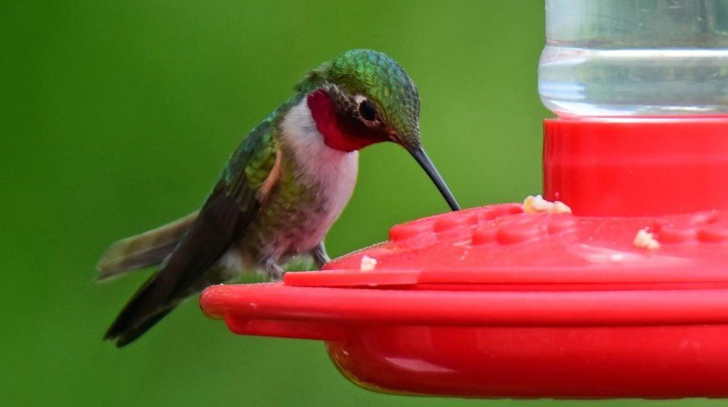 when do hummingbirds get back