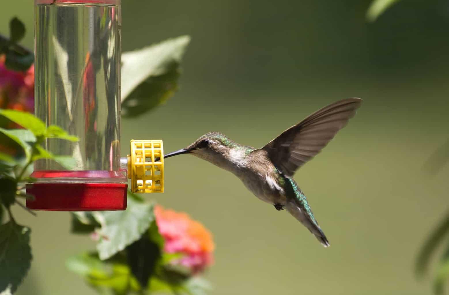 When Do Hummingbirds Arrive In And Leave Wisconsin