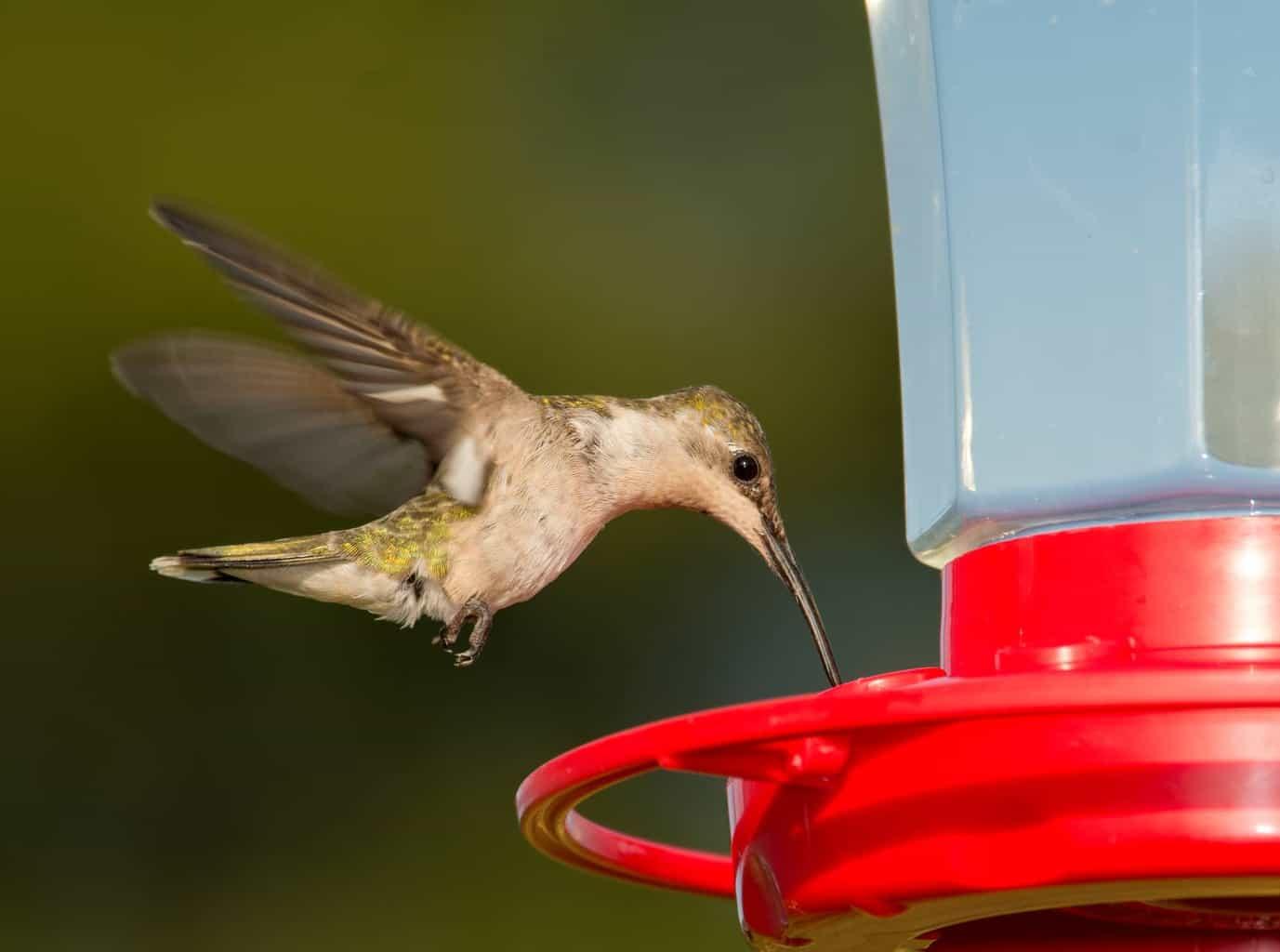 When Do Hummingbirds Arrive In And Leave Virginia