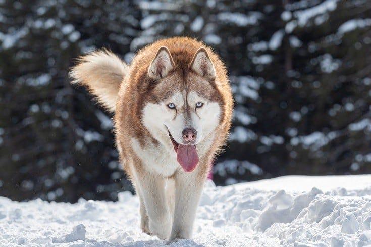 Husky