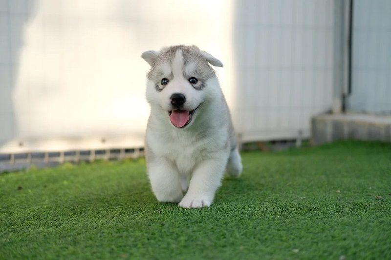 puppy husky