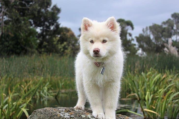 white siberian husky puppy