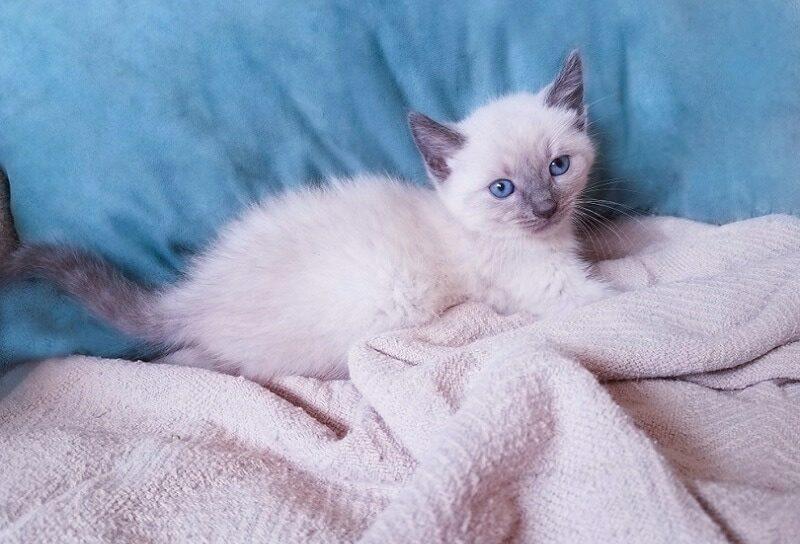 bluepoint-siamese-kitten