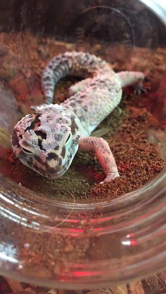 Leopard gecko shedding