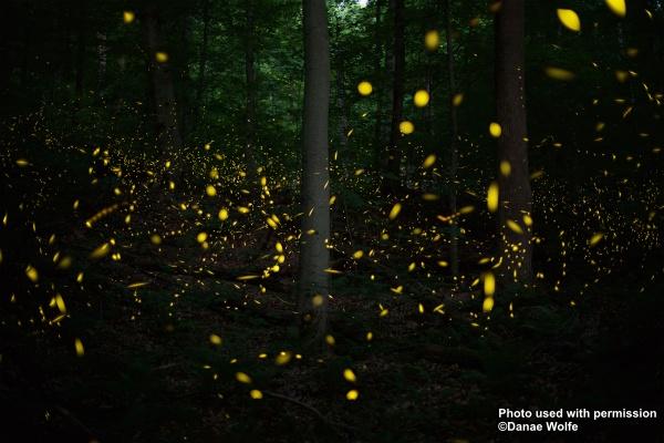 synchronous fireflies light up the night sky