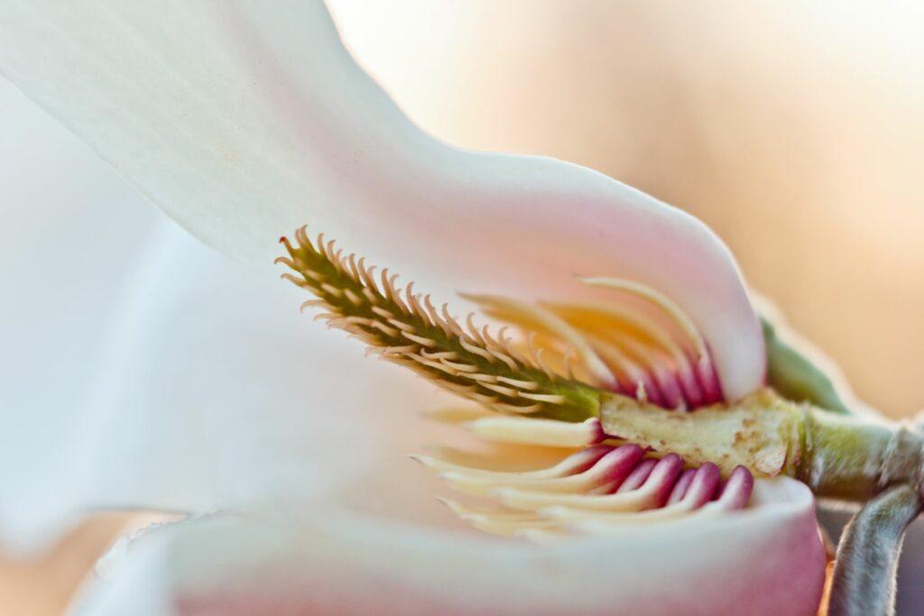 close up of magnolia stamen