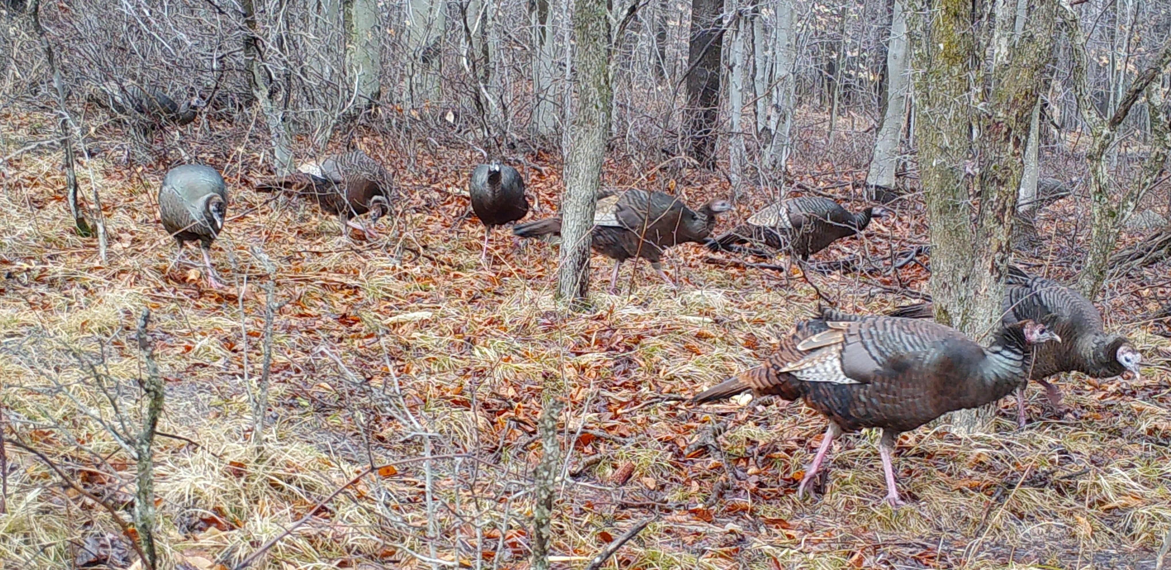 A flock of hens follows two toms into the woods.