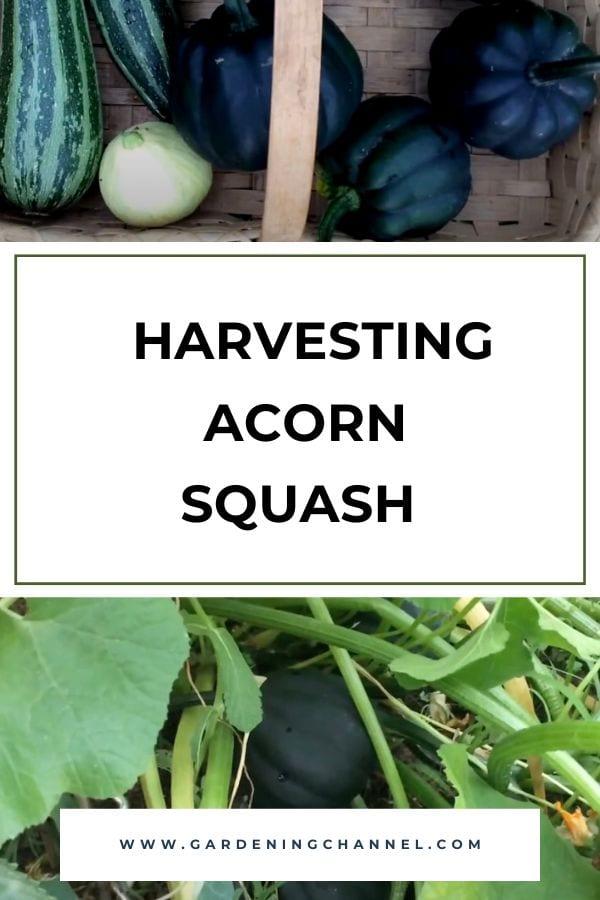harvested acorn squash and squash on plant with text overlay harvesting acorn squash