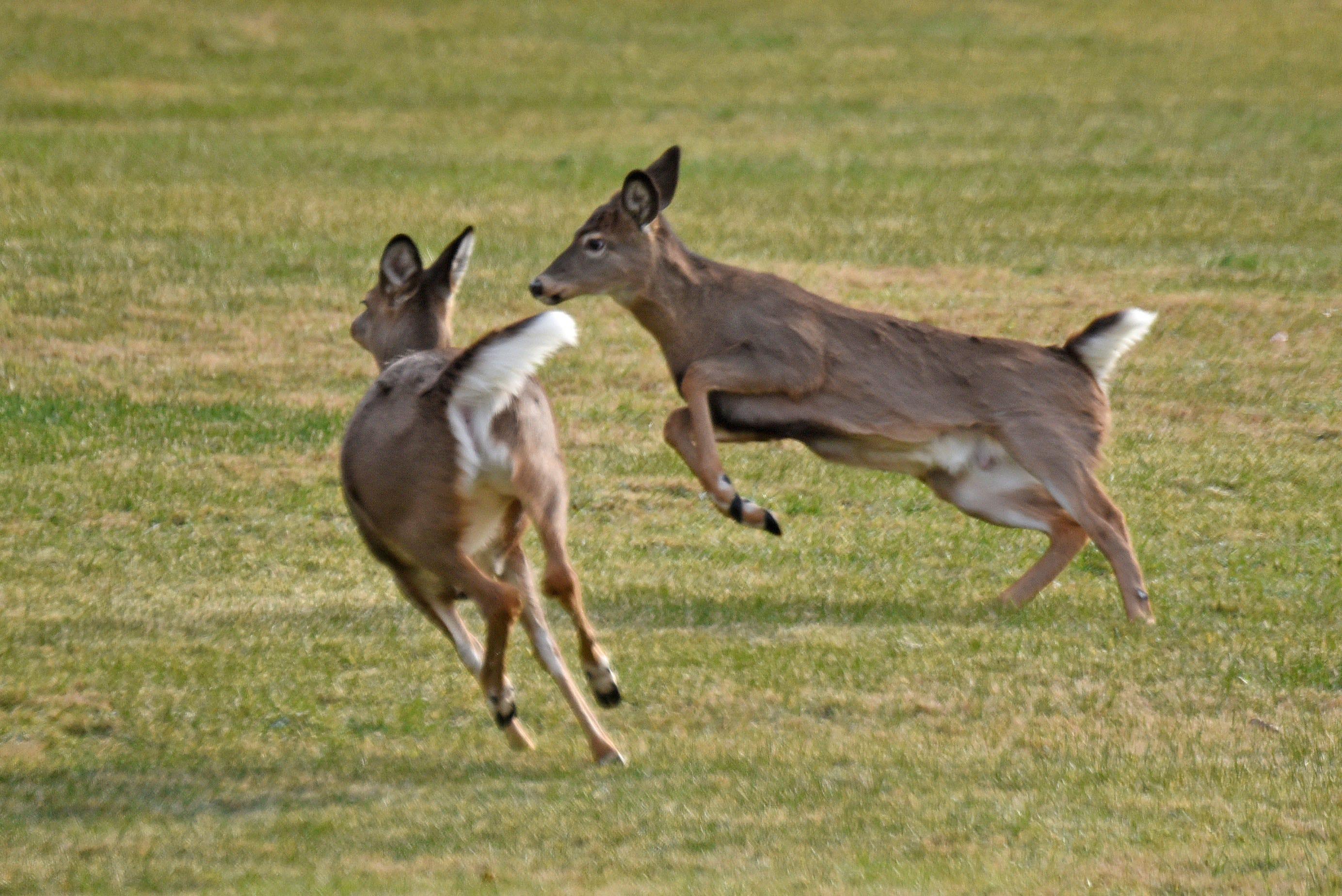 A pair of deer get spooked in North Central Ohio.