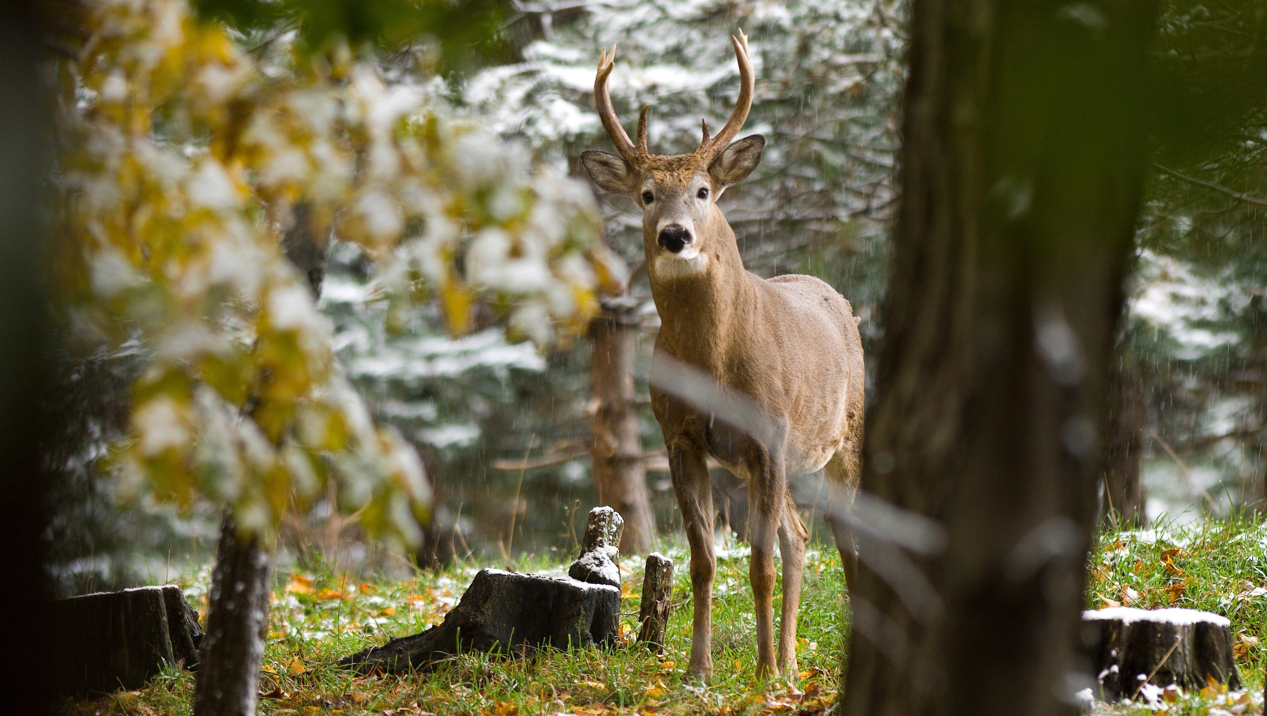 In the 1800s, white-tailed deer were nearing the brink of extinction. Thanks to careful wildlife management practices and hunting regulations, the species has since rebounded and continues to be carefully managed.